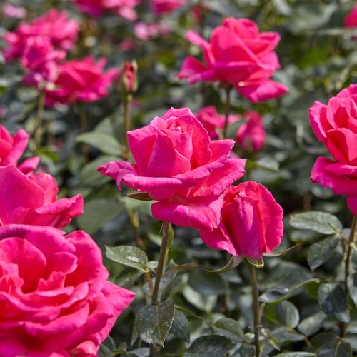 Silně růžová - Stromkové růže s květmi čajohybridů - stromková růže s rovnými stonky v koruně
